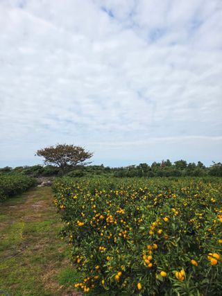 산방자연농원님의 자유주제 · 자유게시판 작성글 사진