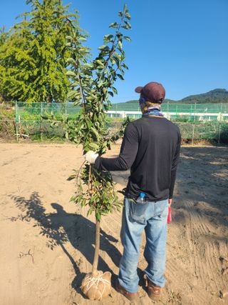 일심묘목농원님의 자유주제 · 자유게시판 작성글 사진