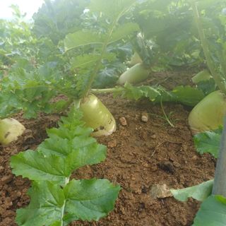 삼성농산님의 자유주제 · 자유게시판 작성글 사진