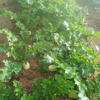 삼성농산님의 자유주제 · 자유게시판 작성글 사진