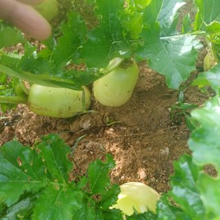 삼성농산님의 자유주제 · 자유게시판 작성글 사진