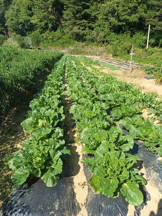 이강재님의 자유주제 · 자유게시판 작성글 사진