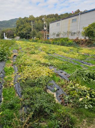 5도2촌님의 자유주제 · 자유게시판 작성글 사진