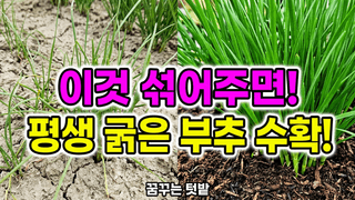 꿈꾸는텃밭님의 자유주제·자유게시판 작성글 사진