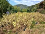 팜모닝 자유주제·자유게시판 게시글 이미지