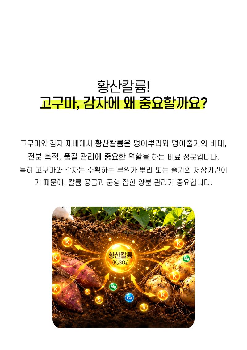 파머스케어님의 장터 판매 상품 [가든필리아 고구마감자2kg 구근류 뿌리발근 황산칼륨 함유 괴경 비대 기비 추비 비료] 첨부 사진