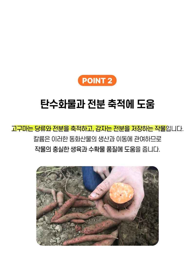 세종농자재센터님의 장터 판매 상품 [가든필리아 고구마감자2kg 구근류 뿌리발근 황산칼륨 함유 괴경 비대 기비 추비 비료] 첨부 사진