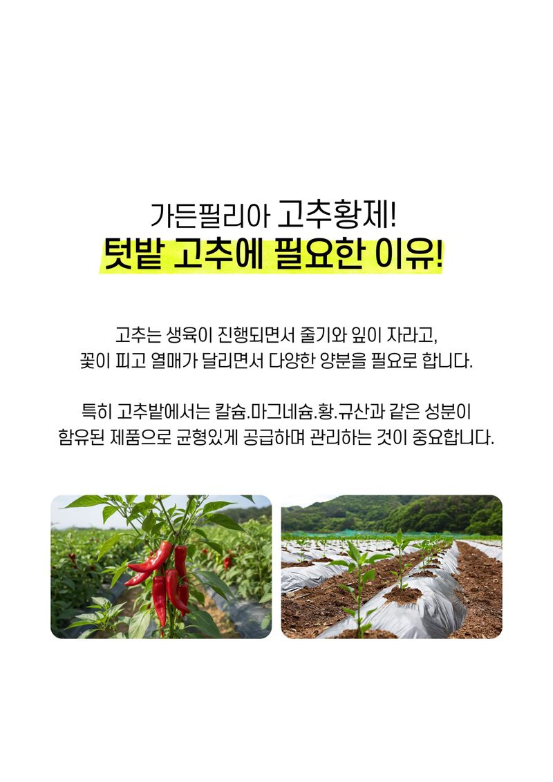 파머스케어님의 장터 판매 상품 [가든필리아 고추황제2kg 텃밭 고추 밑비료 추비 칼슘 마그네슘 유황 규산 미량요소 함유 생육관리 비료] 첨부 사진