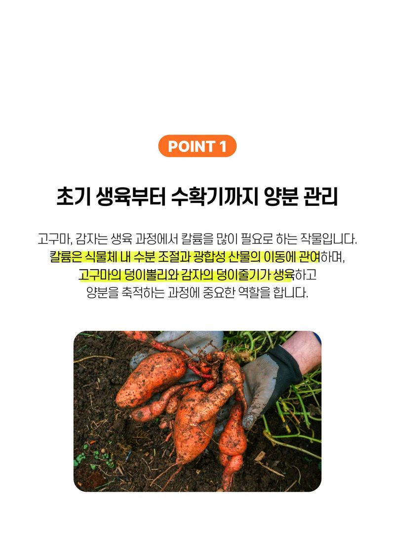 파머스케어님의 장터 판매 상품 [가든필리아 고구마감자2kg 구근류 뿌리발근 황산칼륨 함유 괴경 비대 기비 추비 비료] 첨부 사진
