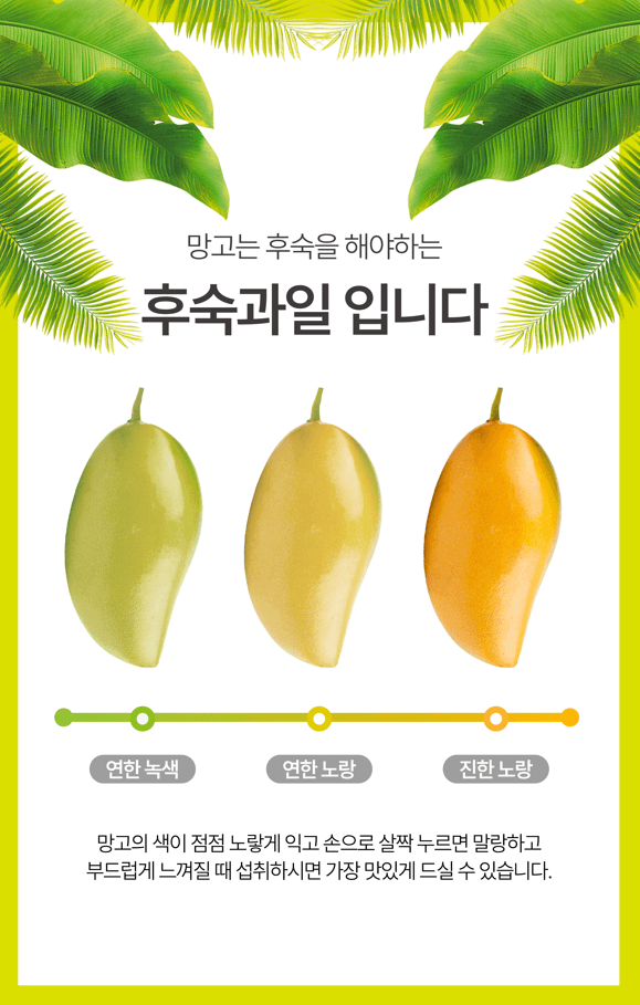 메종루엘님의 장터 판매 상품 [베트남 골드망고 ] 첨부 사진
