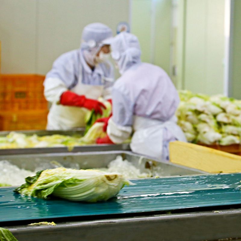 팜포켓님의 장터 판매 상품 [[예약판매] HACCP 해남 절임 배추 김장] 첨부 사진