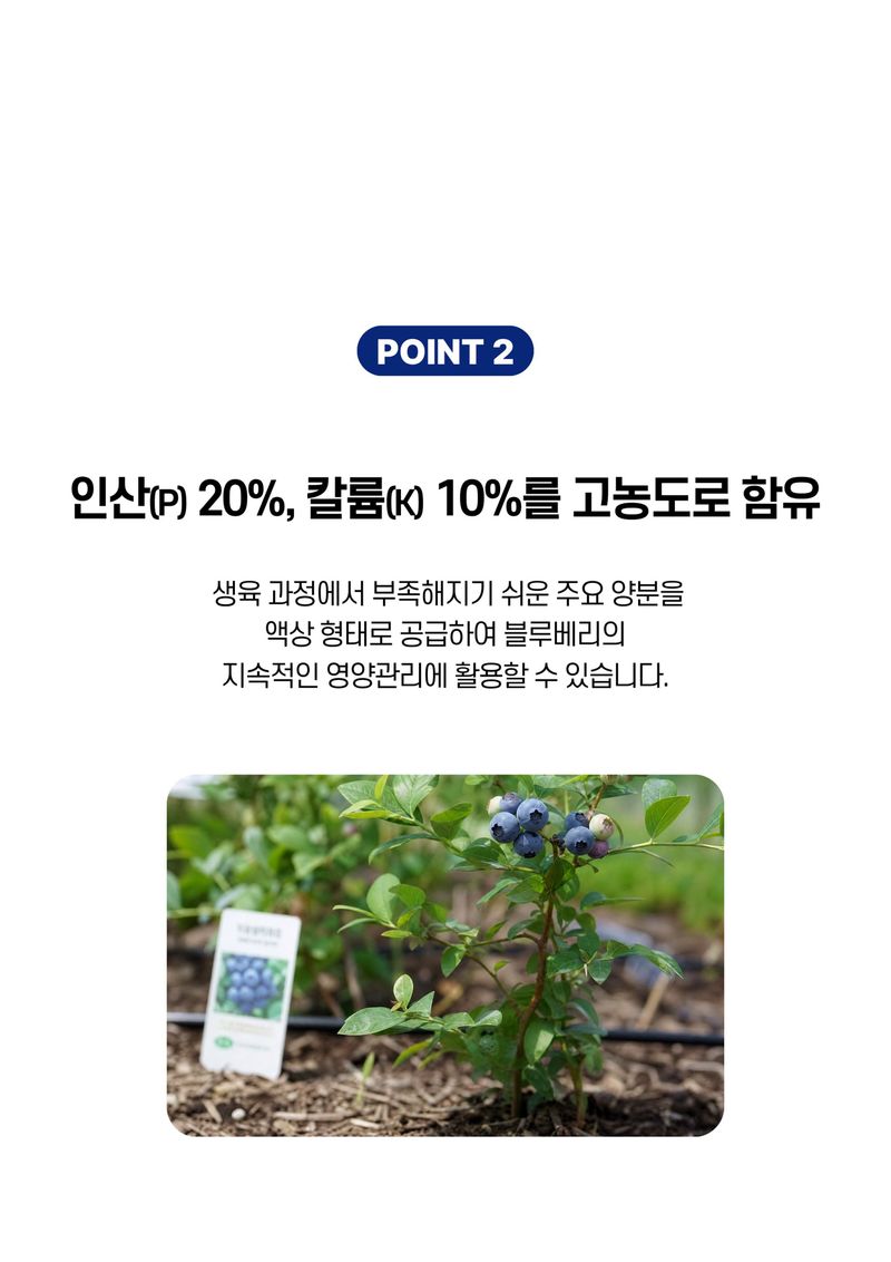 파머스케어님의 장터 판매 상품 [블루킹B 500ml 2병 블루베리 비료 인산가리 PK 아로니아 라즈베리 딸기 당도 비대 도움 ] 첨부 사진