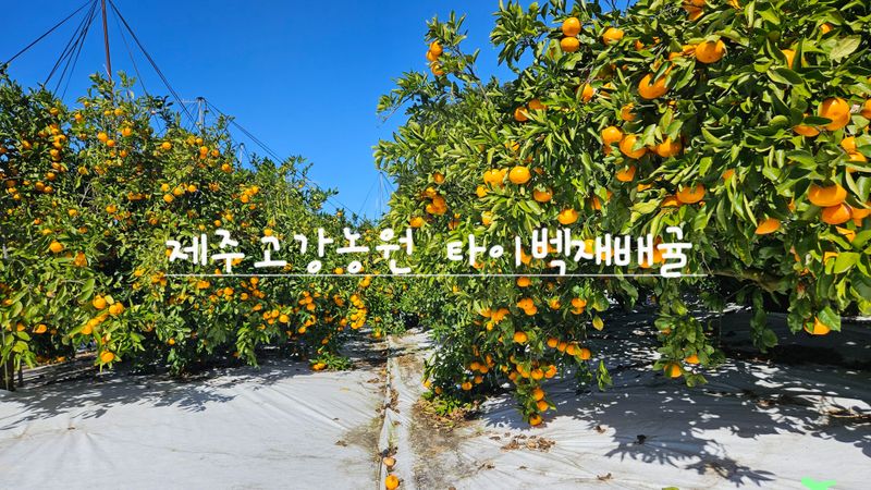고강농원 강영자님의 장터 판매 상품 [고강농원타이벡귤 10kg가정용] 첨부 사진