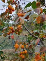 한상동님의 자유주제·자유게시판 작성글 사진