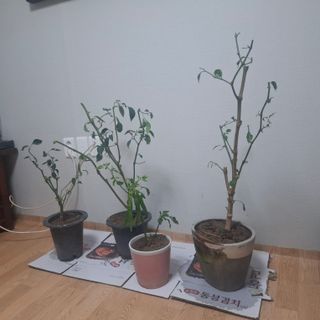 오영도님의 자유주제·자유게시판 작성글 사진