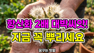 꿈꾸는텃밭님의 자유주제 · 자유게시판 작성글 사진