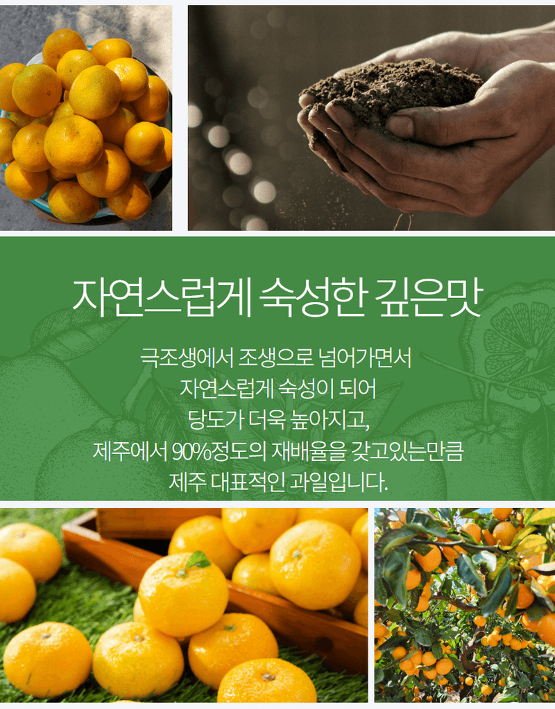 메종루엘님의 장터 판매 상품 [특가 가정용 노지감귤 ] 첨부 사진