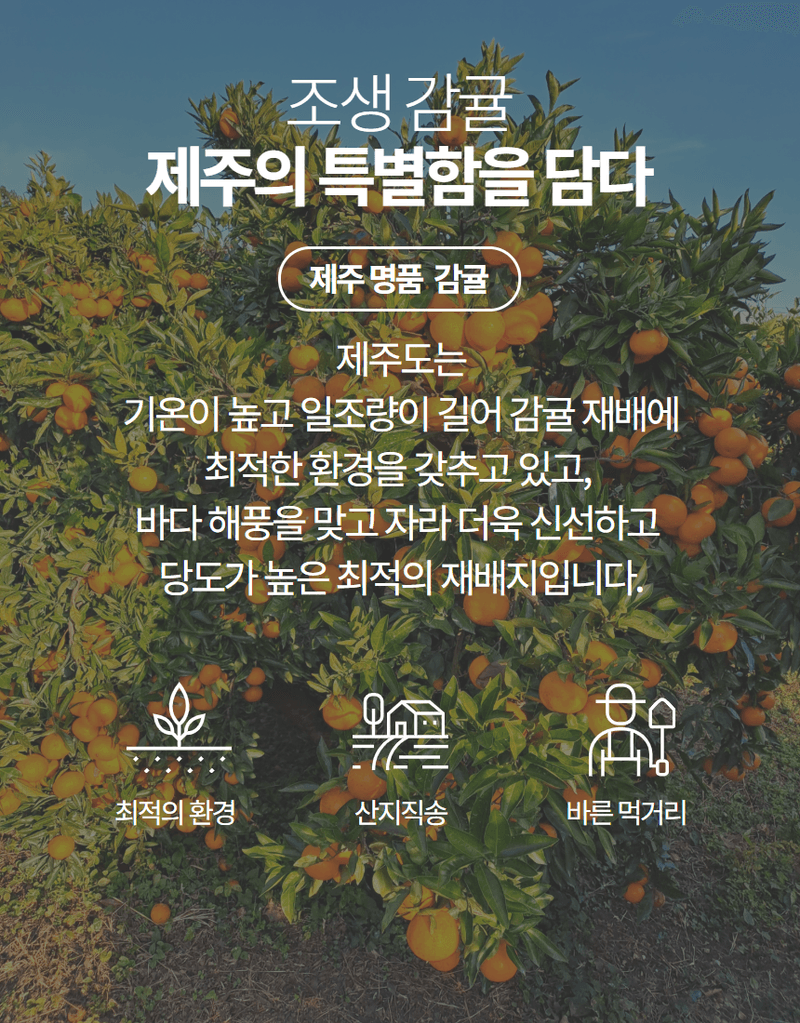 메종루엘님의 장터 판매 상품 [특가 가정용 노지감귤 ] 첨부 사진