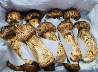 아낌없이주는나무님의 자유주제 · 자유게시판 작성글 사진