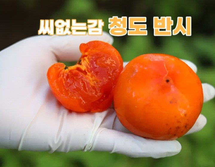장터 상품 [씨없는 청도 반시 5kg 중과 대과] 썸네일