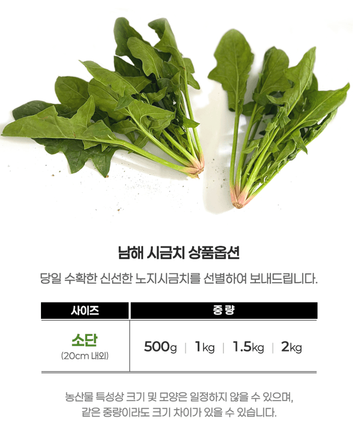 메종루엘님의 장터 판매 상품 [남해 시금치 (육지초)] 첨부 사진