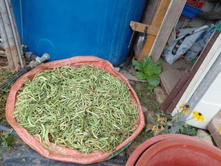 지수네농장님의 자유주제 · 자유게시판 작성글 사진