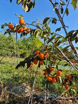 팜모닝 자유주제·자유게시판 게시글 이미지