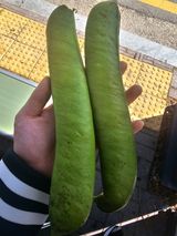토마토수집가님의 자유주제·자유게시판 작성글 사진