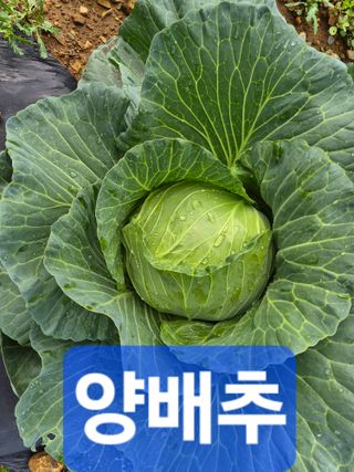 박성민님의 자유주제 · 자유게시판 작성글 사진