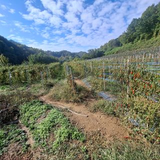 오영도님의 자유주제 · 자유게시판 작성글 사진