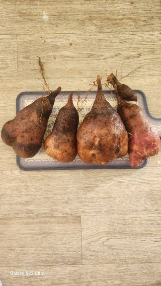 매기소골농장님의 자유주제·자유게시판 작성글 사진