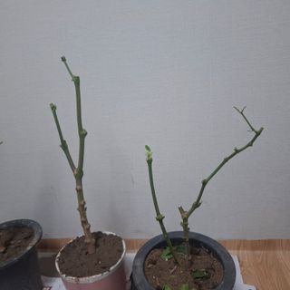 오영도님의 자유주제 · 자유게시판 작성글 사진