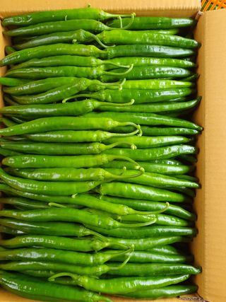 안비님의 고추 · 수확 작성글 사진