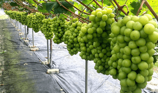 신용구님의 내 농사 경력 자랑하기 · 참여 작성글 사진