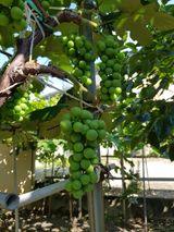 팜모닝 내 농사 경력 자랑하기·참여 게시글 이미지