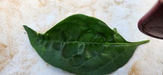 품질좋은농산물생산님의 고추 · 병해충상담 작성글 사진