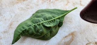 품질좋은농산물생산님의 고추 · 병해충상담 작성글 사진