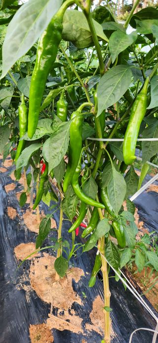 품질좋은농산물생산님의 고추 · 병해충상담 작성글 사진