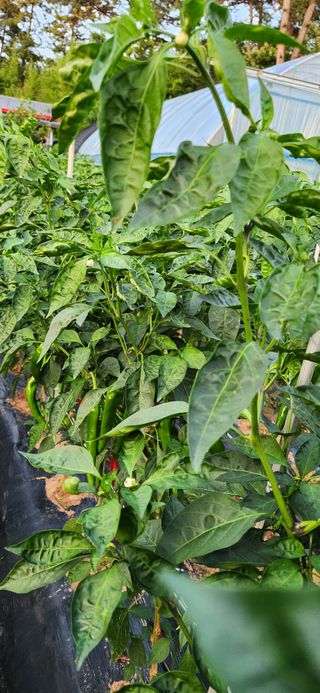 품질좋은농산물생산님의 고추 · 병해충상담 작성글 사진