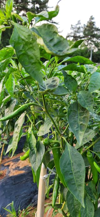 품질좋은농산물생산님의 고추 · 병해충상담 작성글 사진