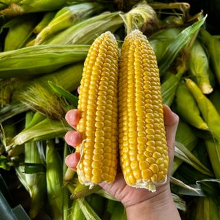 윤재성님의 내 농사 경력 자랑하기 · 참여 작성글 사진