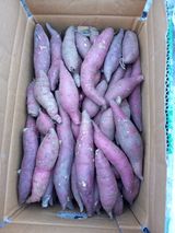 팜모닝 내 농사 경력 자랑하기·참여 게시글 이미지