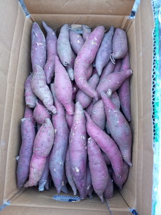 이영수님의 내 농사 경력 자랑하기 · 참여 작성글 사진