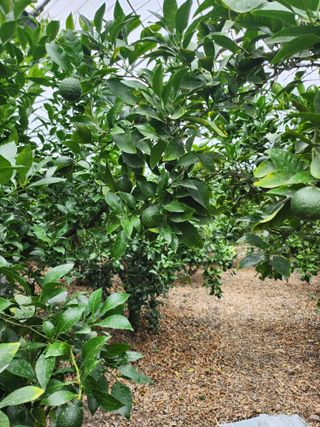 제주온님의 내 농사 경력 자랑하기 · 참여 작성글 사진