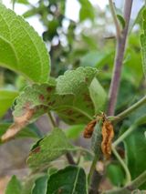 팜모닝 사과·병해충상담 게시글 이미지