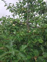 팜모닝 내 농사 경력 자랑하기·참여 게시글 이미지