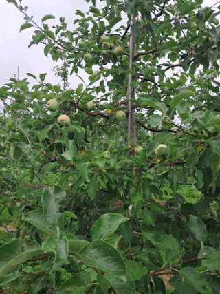 아침엔사과농원님의 내 농사 경력 자랑하기 · 참여 작성글 사진