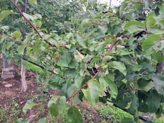 아침엔사과농원님의 내 농사 경력 자랑하기 · 참여 작성글 사진