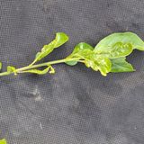 팜모닝 감·병해충상담 게시글 이미지