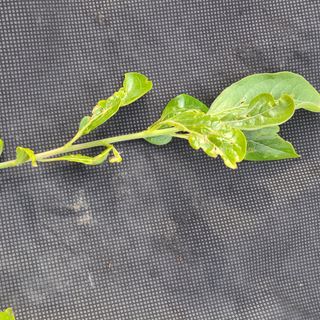 오재오님의 감 · 병해충상담 작성글 사진